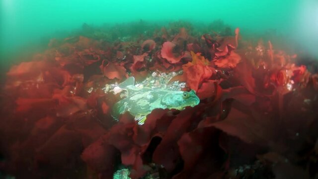 Spiny king crab Paralithodes brevipess underwater in Sea of Okhotsk. Shell with prickles is dark brown color, right claw on outer side is dark red. Underwater diving.