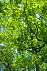 Dense crowns of tall trees against the sky. Abstract natural vegetative background.