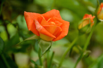 the orange color rose flower with green leaves and branch