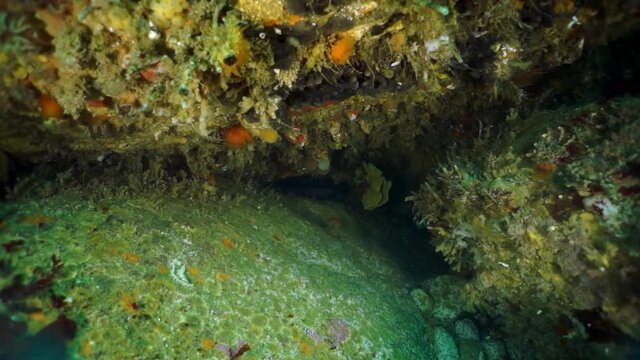 Spiny king crab Paralithodes brevipess underwater in Sea of Okhotsk. Shell with prickles is dark brown color, right claw on outer side is dark red. Underwater diving.