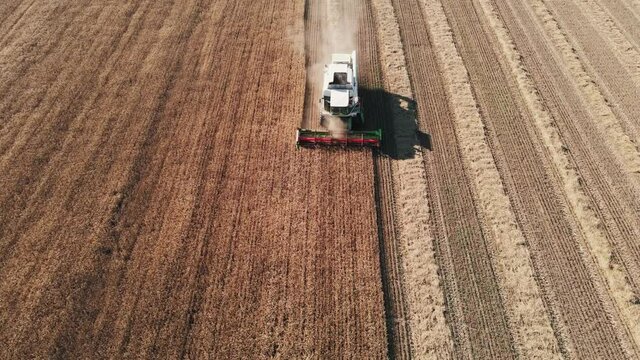Agricultural combine harvests wheat in cloud of dust on large field in summer in center on sunny day in sunlight of sunset aerial view drone. Combine drives slowly across field. Working. Top view