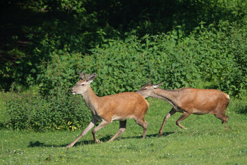 Rothirsch Leitkuh (Cervus elaphus) treibt jungen Hirsch vor sich her, Deutschland, Europa