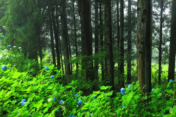 紫陽花咲く棚田