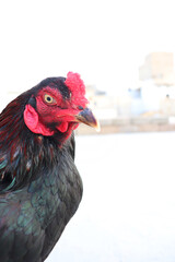 A close-up of a rooster's head and neck