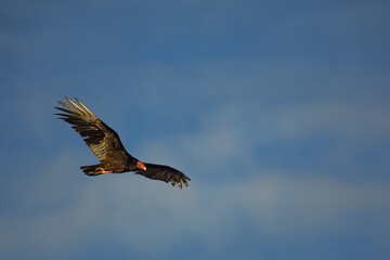 Turkey Vulture (Cathartes aura) in flight at sunset