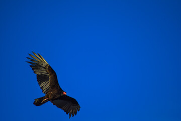 Turkey Vulture (Cathartes aura) soaring 