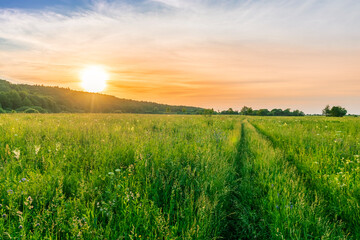 Scenic view at beautiful spring sunset in a green shiny field with green grass and golden sun rays, deep blue cloudy sky , trees and