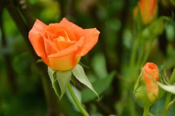 the orange color rose flower with green leaves and branch