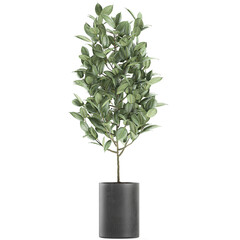 Ficus Robusta in a pot isolated on white background