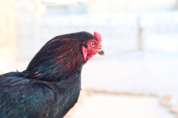 A close-up of a rooster's head and neck