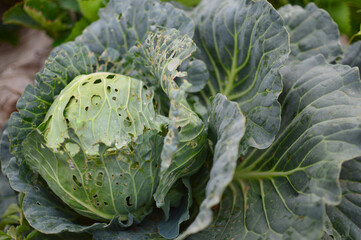 green cabbage in a garden