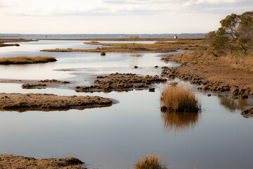 Late autumn swamp at coast line with clouds at far end
