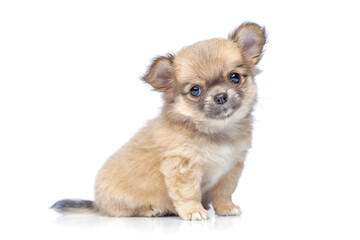 chihuahua puppy dog isolated on white © svetography
