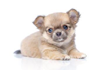 chihuahua puppy dog isolated on white