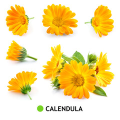 Calendula. Calendula flower isolated. Marigold on white. Calendula with leaves. - obrazy, fototapety, plakaty