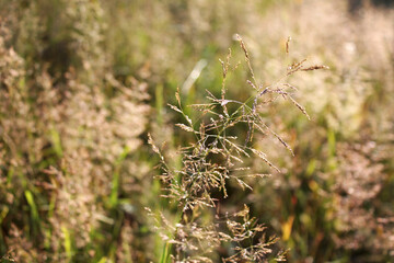 Summer Grass in Rays of Sun Shining