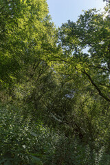 Forest trail on a sunny day in The Noordhollands Duinreservaat, The Netherlands