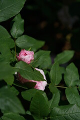 Light Pink Flower of Rose 'Marchesa Boccella' in Full Bloom
