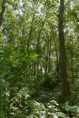 Forest trail on a sunny day in The Noordhollands Duinreservaat, The Netherlands