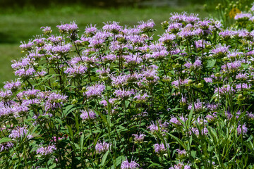 Grove of pink monard flowers in New-York State