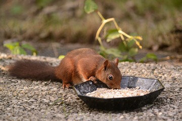 niedliches Eichhörnchen