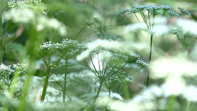 Umbrellas of white flowers in the forest close up.