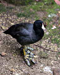 Black Scoter or American Scoter Stock Photos. Close-up profile view, displaying black feather plumage, head, red eye, beak, green feet and black plumage in its environment and habitat.