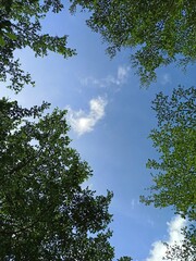 View of blue sky and leafy trees