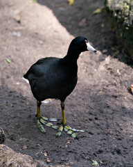 Black Scoter or American Scoter Stock Photos.  Black scoter bird. Black scoter duck.