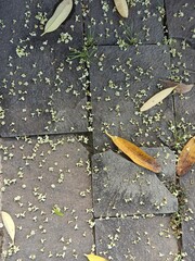 The background of fallen leaves fell on the tile floor