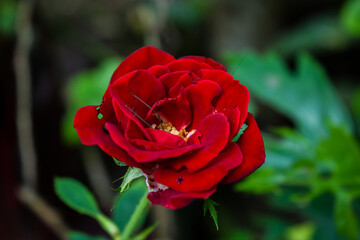 Beautiful red rose on garden. Valentines day roses.