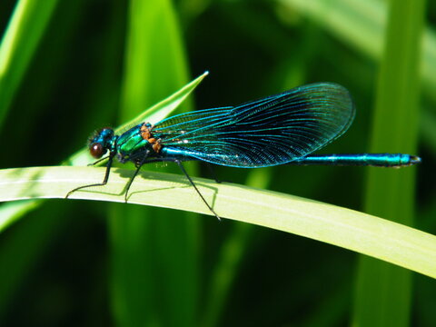 Mayfly  - Test Chalk Stream 