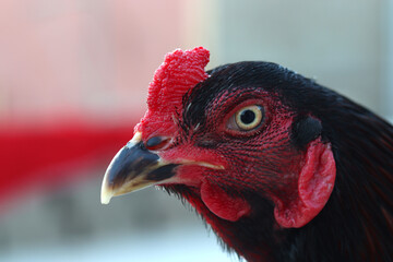 A close-up of a rooster's head and neck