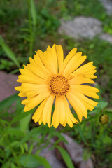 Vertical coreopsis lance-leaved.