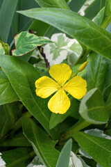Vertical view of a yellow wild flower with 4 petals