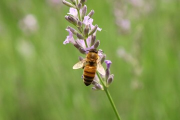 A honeybee, Apis mellifera pollinates purple lavender flowers.