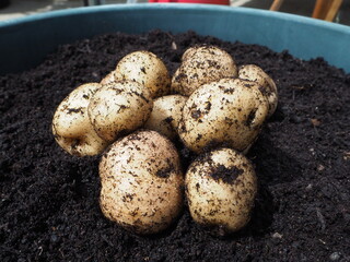 Epicure potatoes harvested from a pot - container gardening
