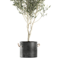 Obraz premium Olive tree in a black pot isolated on white background 