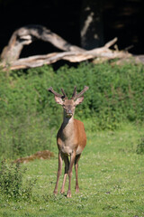 Rothirsch (Cervus elaphus) mit Bastgeweih, Deutschland, Europa