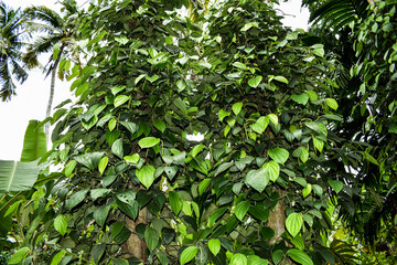 Organic nature fresh green raw papaya on treeBlack pepper farm / black pepper plantation.