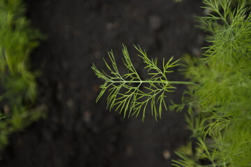 Growing dill.

Close-up of a dill branch. Top view.