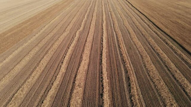Texture of mown agricultural field with wheat drone forward large field in summer on sunny day in sunlight of sunset aerial view. Top view. Smooth mowed rows of wheat