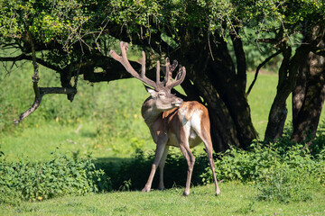 Rothirsch (Cervus elaphus) juckt das Fell, Deutschland, Europa