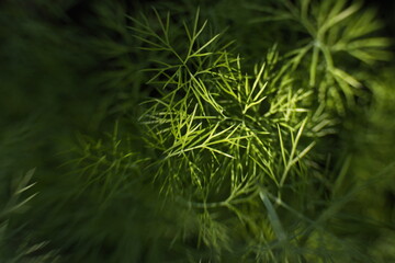 Growing dill.
Close-up of a dill branch.