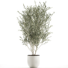  Olive tree in a white pot isolated on white background 