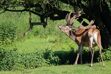 Rothirsch (Cervus elaphus) juckt das Fell, Deutschland, Europa
