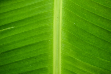Texture background of fresh green banana leaves. Selective focus applied.