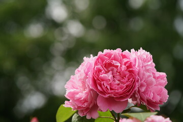 Light Pink Flower of Rose 'Mary Rose' in Full Bloom
