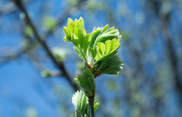 green leaves on a blue sky background