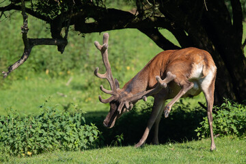 Rothirsch (Cervus elaphus) juckt das Fell, Deutschland, Europa